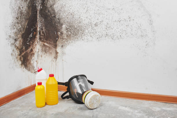 Best Basement Mold Remediation in Bristol, FL