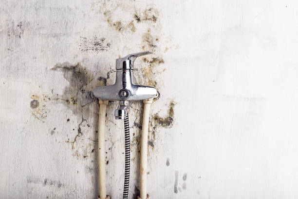 Best Insurance-Related Mold Remediation in Bristol, FL