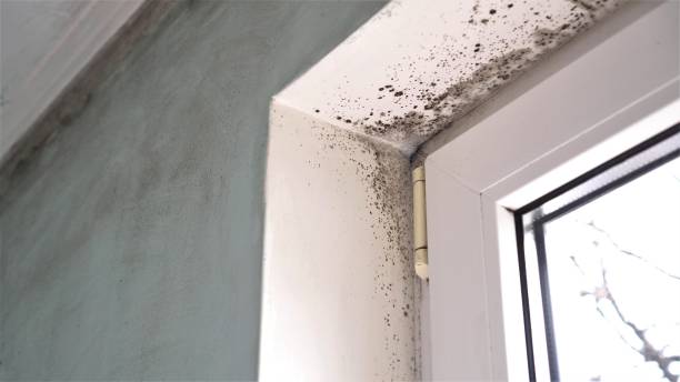 Best Residential Mold Remediation in Bristol, FL