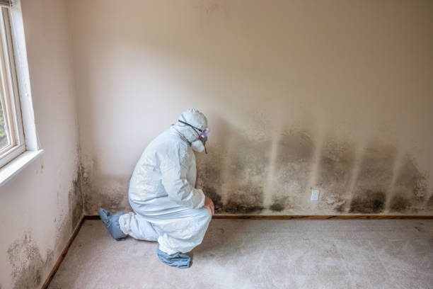 Best Post-Flood Mold Remediation in Bristol, FL